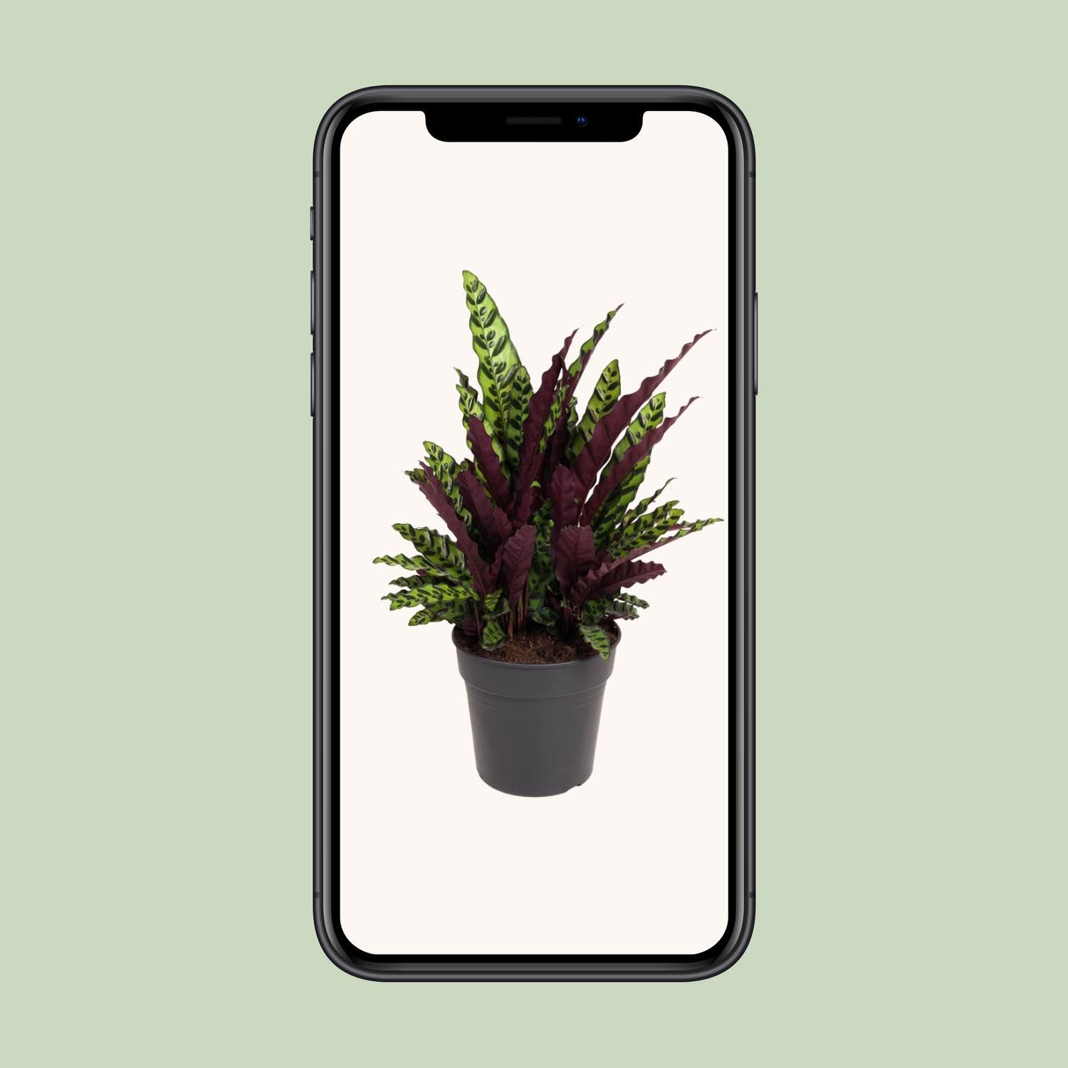 Kalatea Lancifolia - 60-70cm - Ø27cm - Roślina doniczkowa - Zimozielony