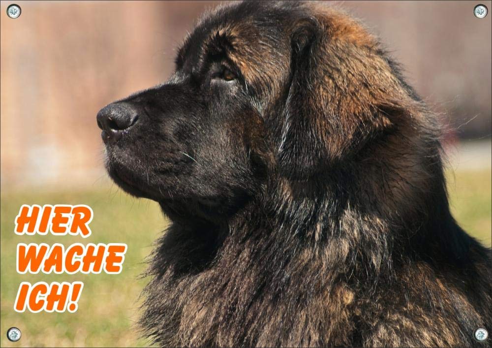 wunderschönes Hundeschild - Leonberger - Metallschild Premiumqualität rostfrei und beständig, DIN A4