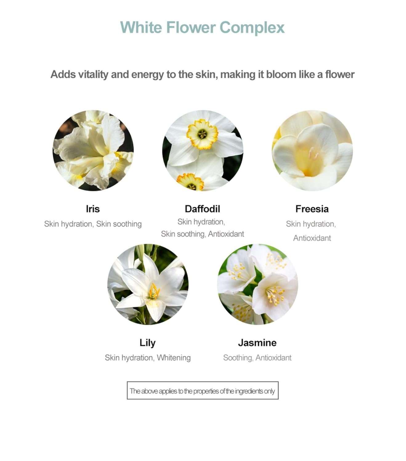 Moisture Cream 50ml - Lightweight K-Beauty Face Cream for Hydration, Makeup Prep, Daily Moisturizer Face Cream Day & Night. - Image 9