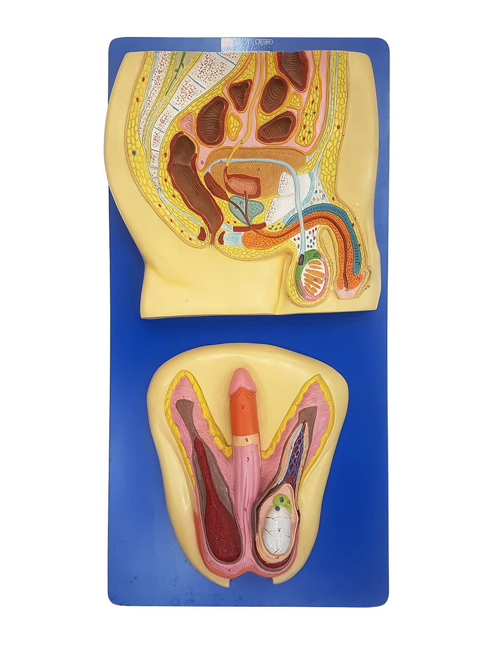内蔵模型 TeachingNest ZX | Human Reproductive System Male HSP resin