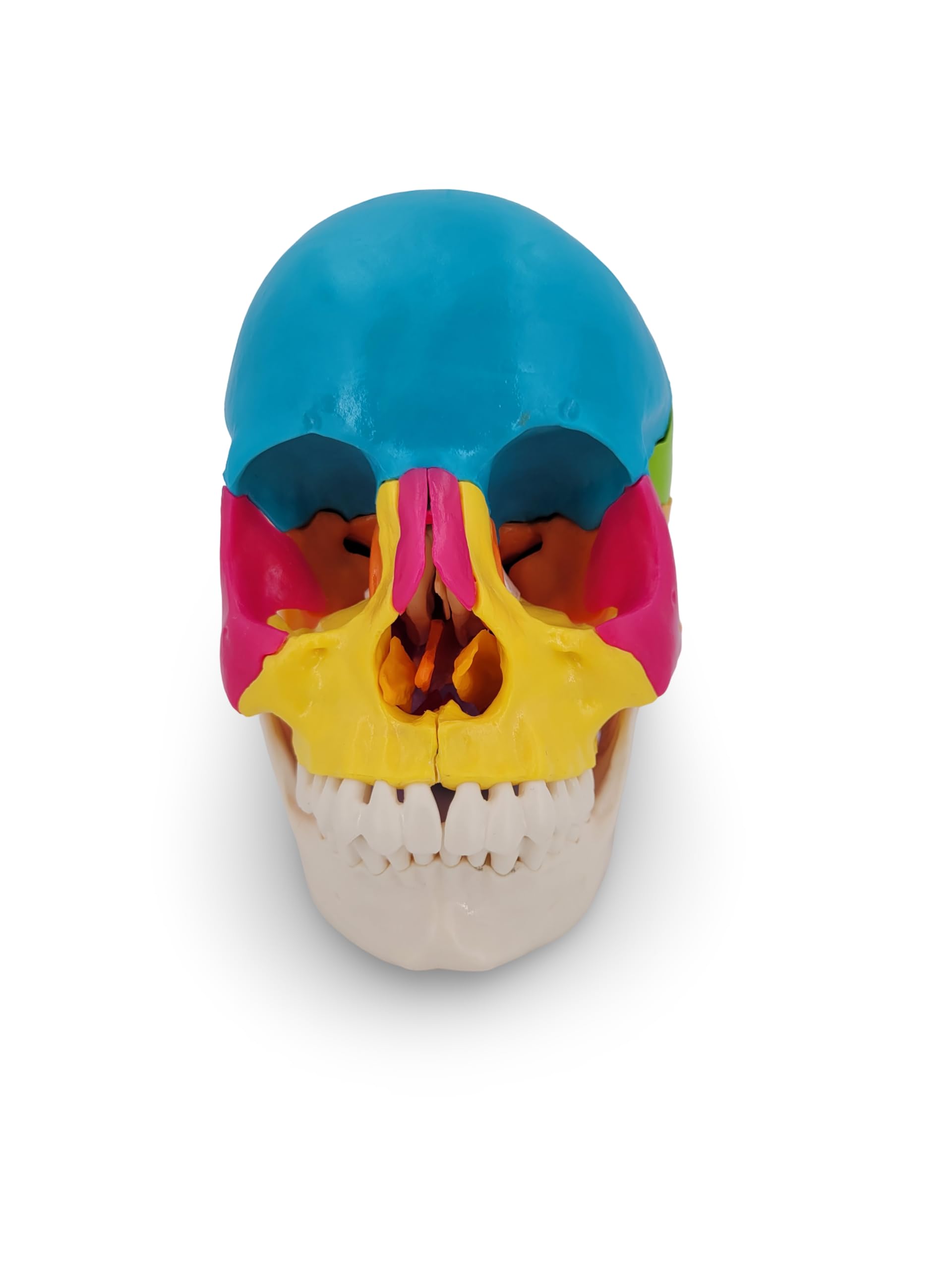 Cranstein Cranio per osteopatia | 15-22 pezzi | didattico | Studi e formazione medica | Modello di anatomia del cranio | Modello del cranio (multicolore, chiari)