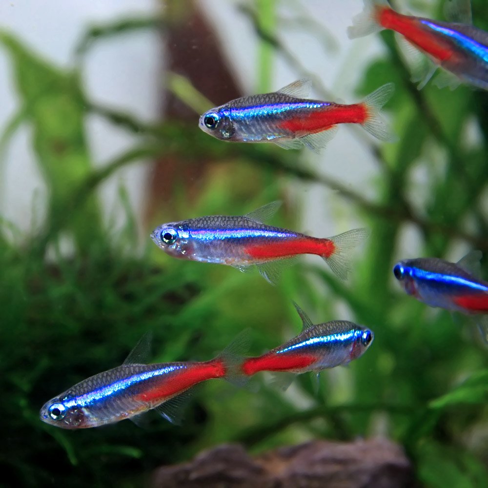 Amazon | (熱帯魚)ネオンテトラ （Lサイズ約2-2.5cm）＜25匹