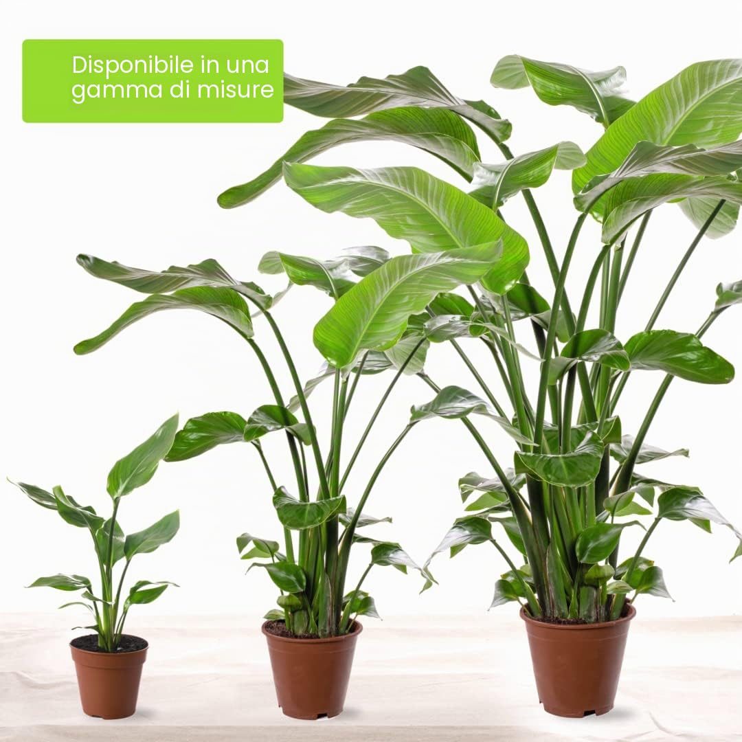 Strelitzia Nicolai, grande pianta da interno, vera sempreverde, alta e esotica.