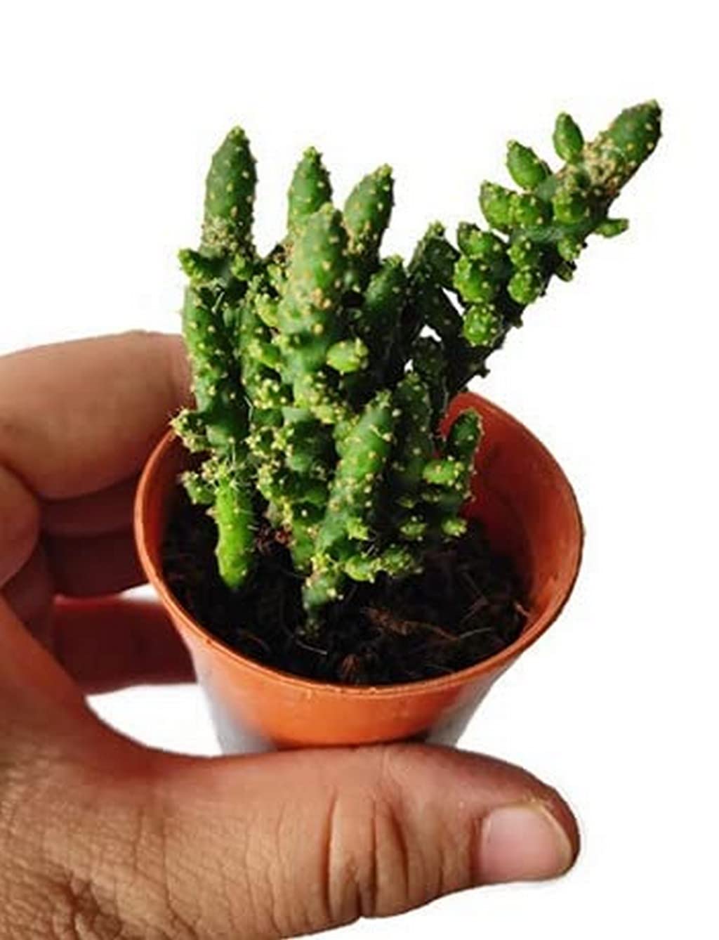 Creative Farmer Exotic Plant Opuntia - Prickly Pear Evergreen Perennial Cactus Mini Decorations (Healthy Live Plant) (B09L7B7P1R) Amazon Price History, Amazon Price Tracker