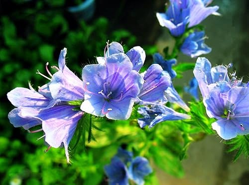 Viper's Bugloss Blue Echium Vulgare - Semillas tropicales resistentes a las semillas de plantas 100 semillas