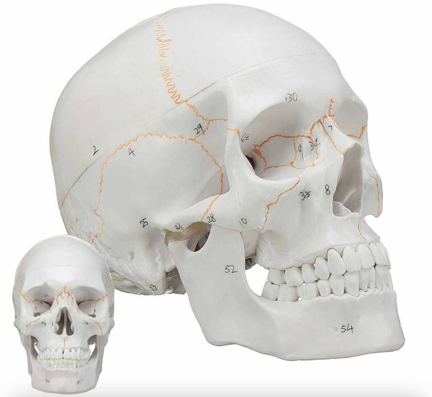 See full amazon price history chart for MYASKRO ® Life Size Premium Human Skull Model with Removable Calvarium Anatomical Model Numbered to Show Detailed Features 3 Parts with Detailed Study Guide MYASKRO ® Life Size Premium Human Skull Model with Removable Calvarium Anatomical Model Numbered to Show Detailed Features 3 Parts with Detailed Study Guide (B08V9C7MJF) Amazon Price History, Amazon Price Tracker