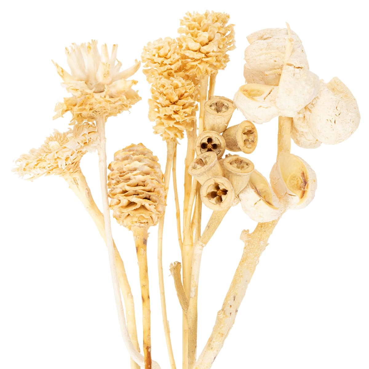 Trockenblumen Mix 60St Deko Exoten Sortiment Gebleicht für Floristik und Tischdeko, 60 Stück