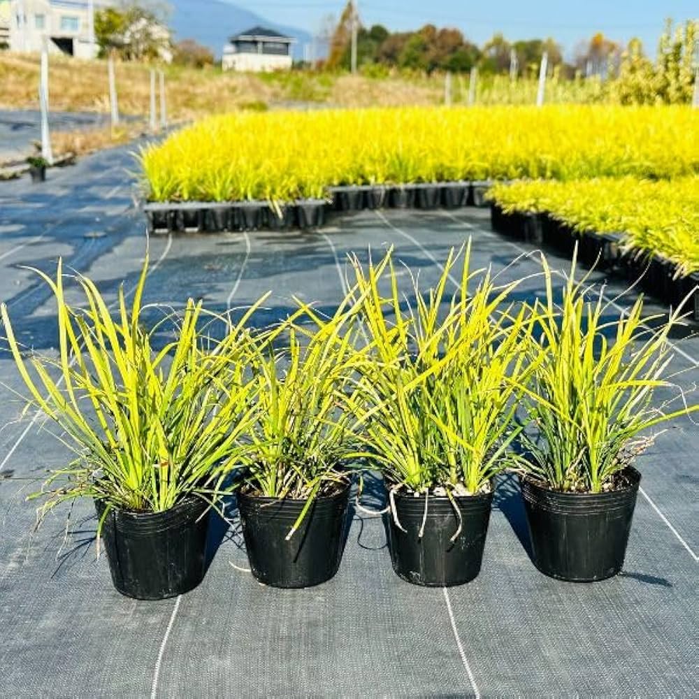 玉竜　リュウノヒゲの仲間　タマリュウ　たまりゅう　2000株 楽天市場】タマリュウ（玉竜） 1苗 2.5号 7.5cmポット