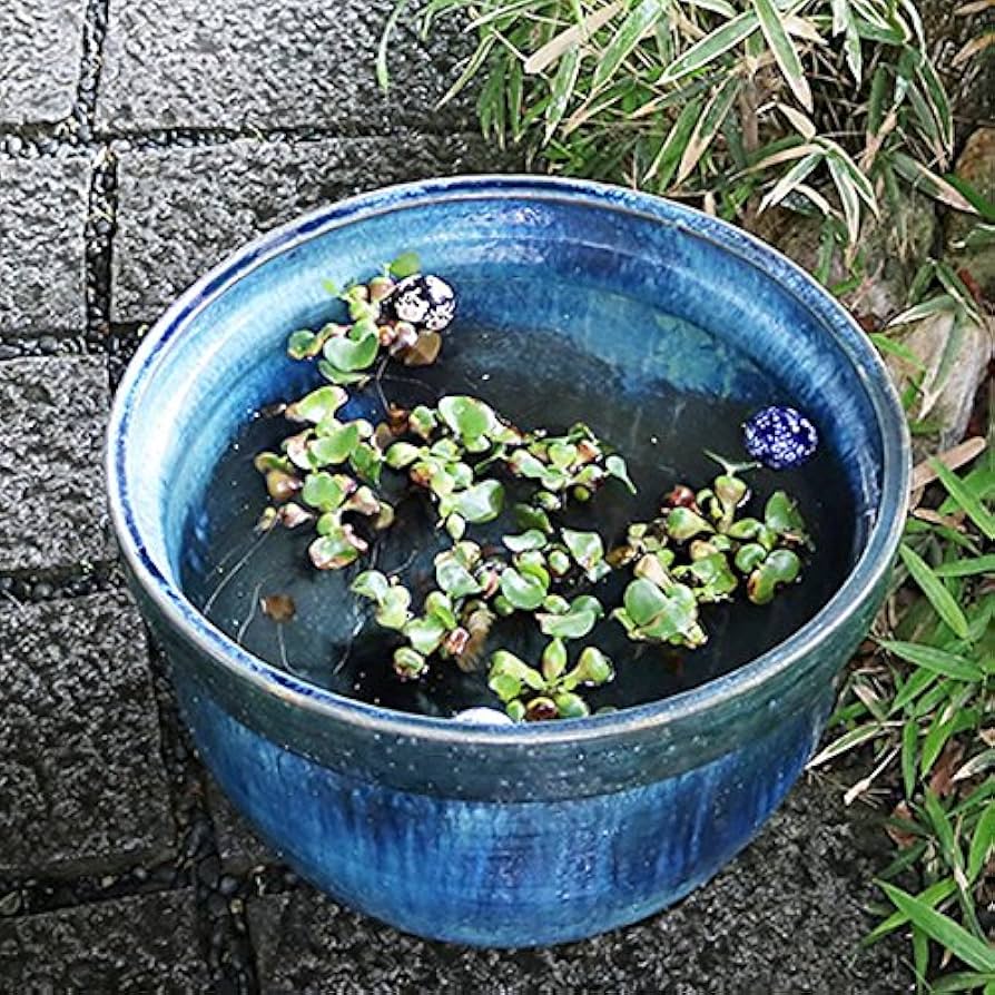 珍品 特大 水鉢 大鉢 花器 大皿 作者不明 直径63cm オブジェ Amazon | スイレン鉢蓮鉢 水鉢 大型水鉢サイズ1鉢 めだかの鉢用