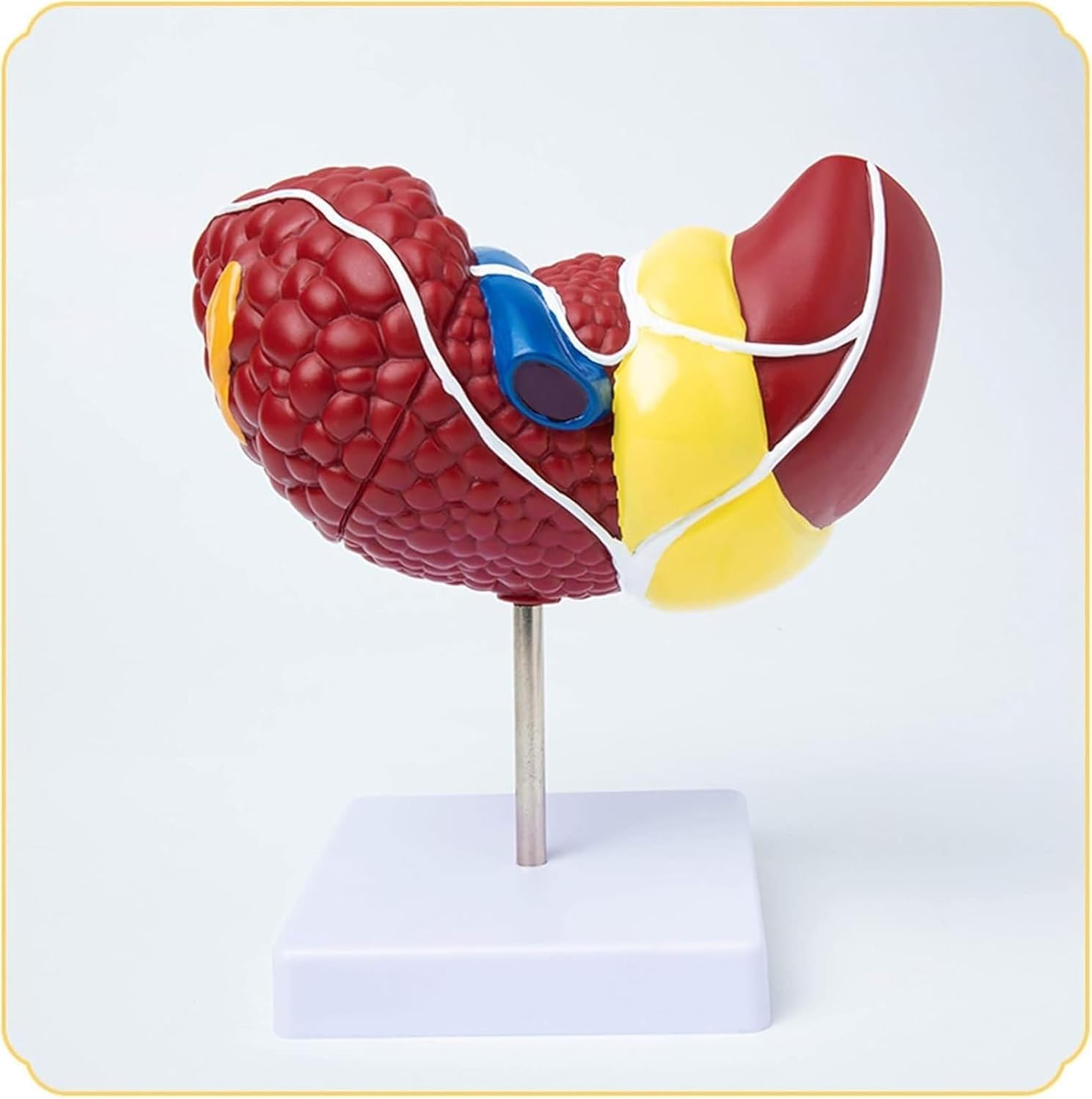 hixswnu Anatomowy model wątroby 3D do edukacji, patologiczna pomoc w nauce wątroby, wyposażenie biologiczne dla nauki, anatomii ludzkiej trzewnej do edukacji medycznej i pomocy w nauce