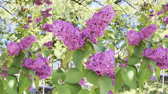 Amazon.com : Old Fashion Lilac Plant Live for Planting, in Pot