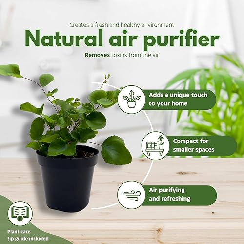 Miniatura 8 de BubbleBlooms Surtido variado de helechos, 6 helechos diferentes en macetas de 2 pulgadas pequeñas plantas de duendecillo