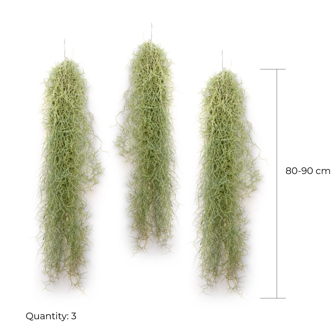 Piante Tillandsia Usneoides - Tillandsias Capelli di Fata - Garofano Pianta - Pianta Figlia del Vento - Piante Senza Terra - Muschio Vero (3, 80-90 cm)