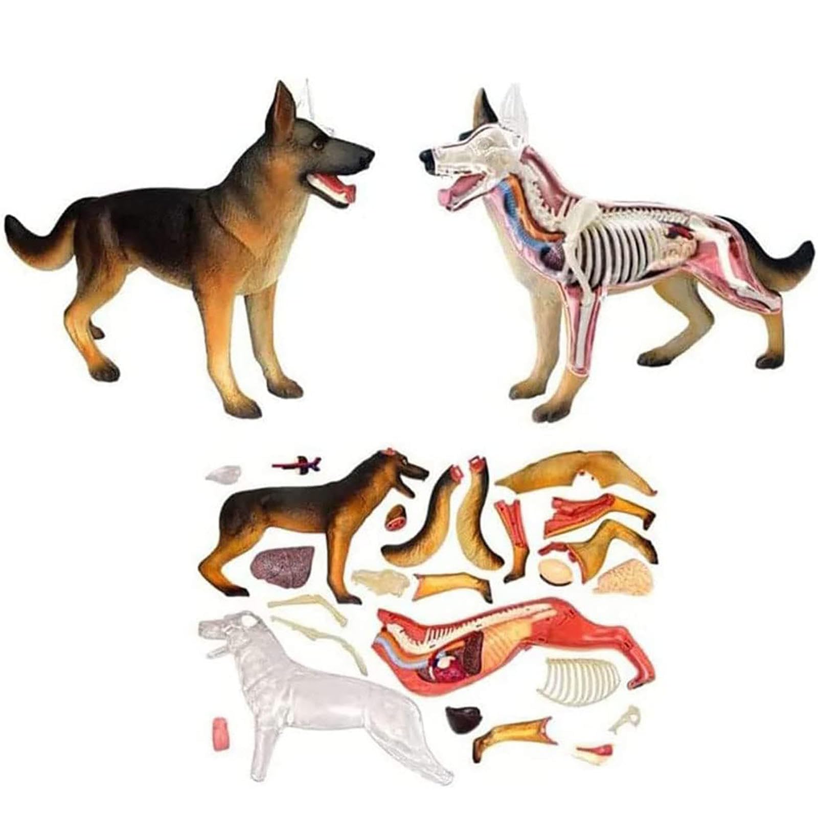 Modelo anatómico de anatomía canina 4D, esqueleto canino de perro desmontable de 29 piezas, espécimen de esqueleto animal, para demostración de enseñanza animal, capacitación veterinaria en clínicas d