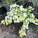 interior con semillas de hiedra - perennes resistentes exterior jardín trepadoras 500pcs