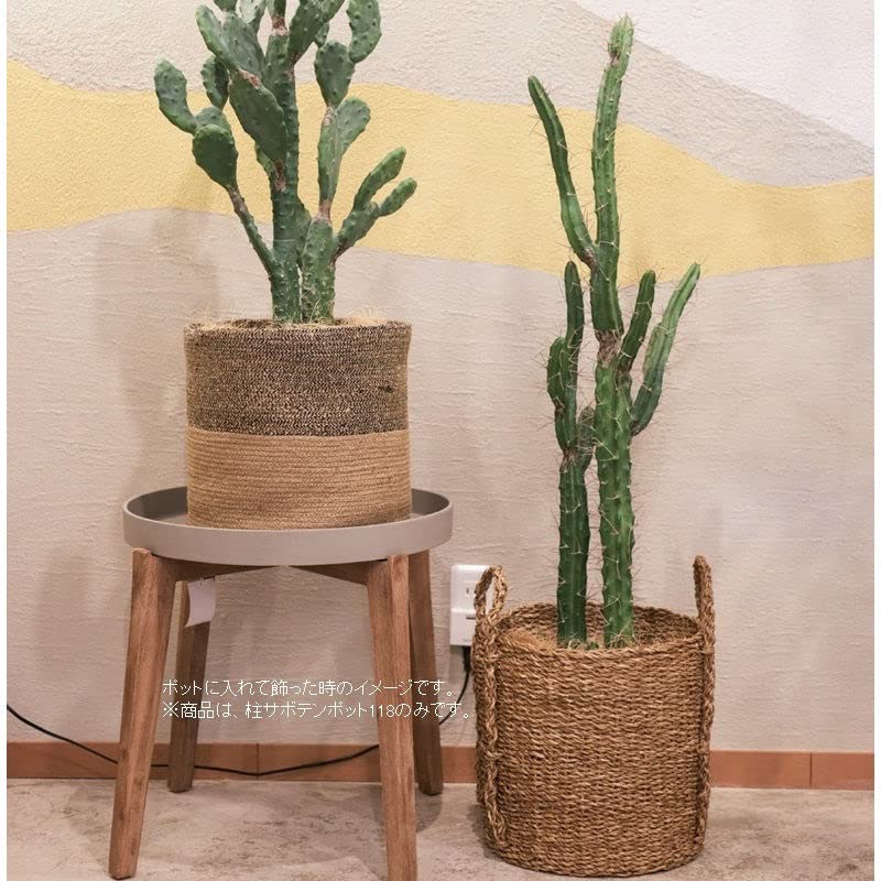 Amazon.co.jp: 人工観葉植物 柱サボテン ポット 118（1個入り）991671 