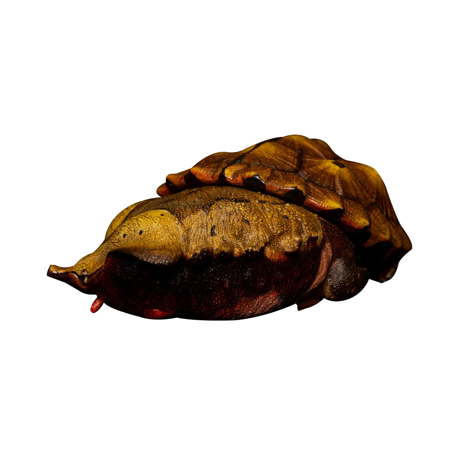 Amazon | 動物惑星 ガチャガチャ ブラインド ボックス カメ 全8種