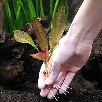 エキノドルス　水上葉　親株　6種類、限定1セットのみ！早いものがち！ おまかせエキノドルス2種(水中葉)(無農薬)(2株) | チャーム