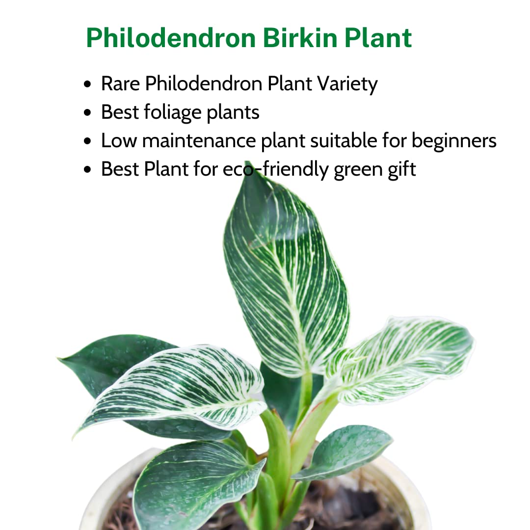 Rare Philodendron Birkin Plant - White Fern -4 Rare Philodendron Birkin Plant - White Fern -4