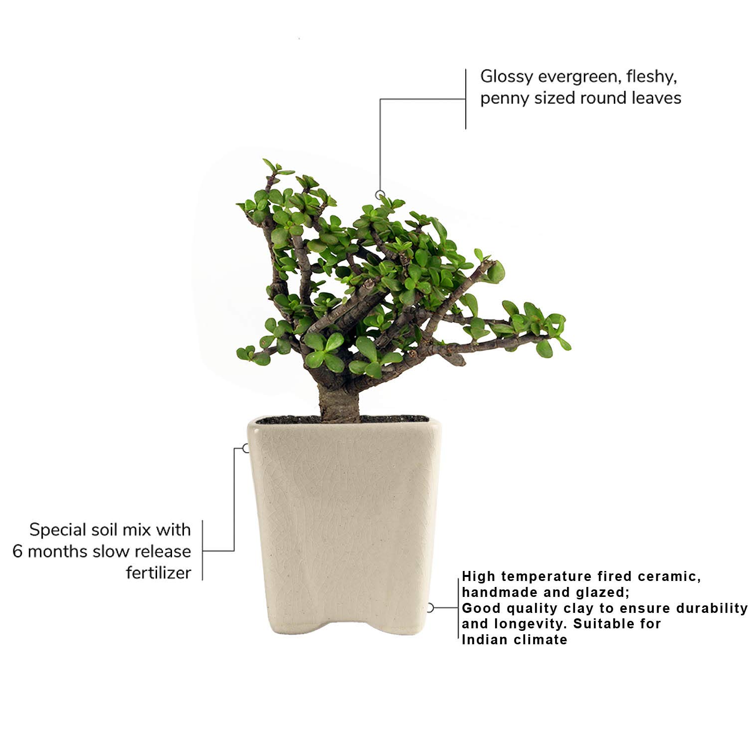 Jade Plant with Ceramic Pot - Good Luck Charm -5
