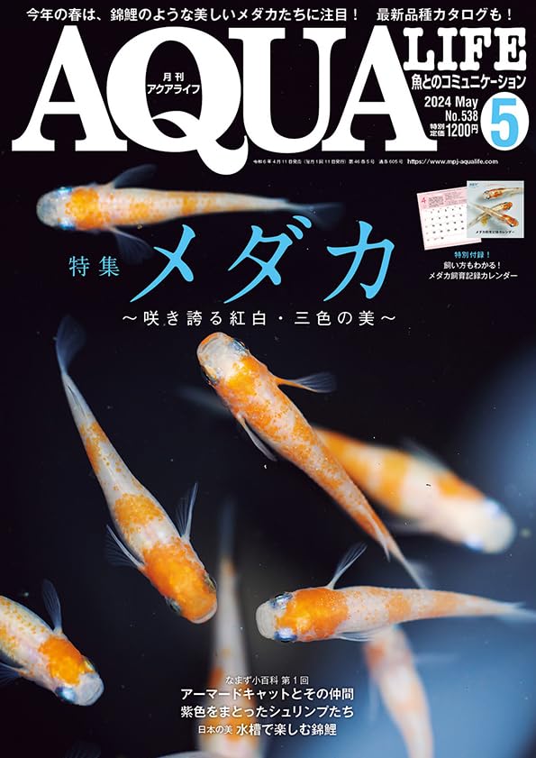 アクアライフ　まとめ売り 月刊アクアライフ 2024年 05 月号 メダカ～咲き誇る紅白・三色の