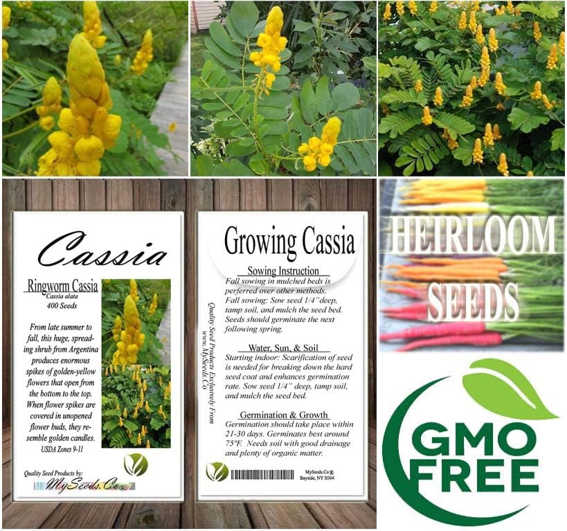 Cassia alata (Ringworm Cassia) Tree Seed, Leaves Yellowish Green and Slightly Wide, Golden-Yellow Flowers, You Choose The Quantity (1 Pack)