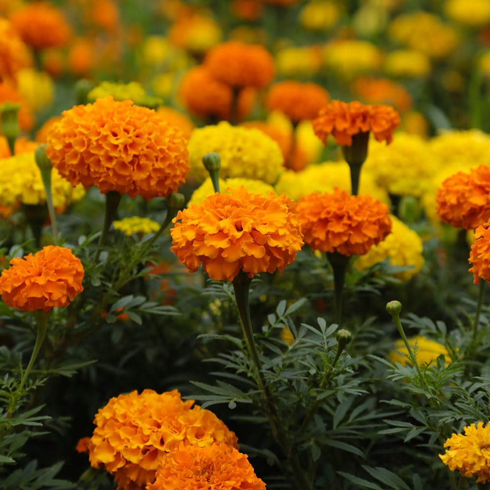 Marigold French Oranges & Lemons Seeds – Easy to Grow, Bright Citrus Blooms All Summer – Half Hardy Annual – for Your Beautiful Garden