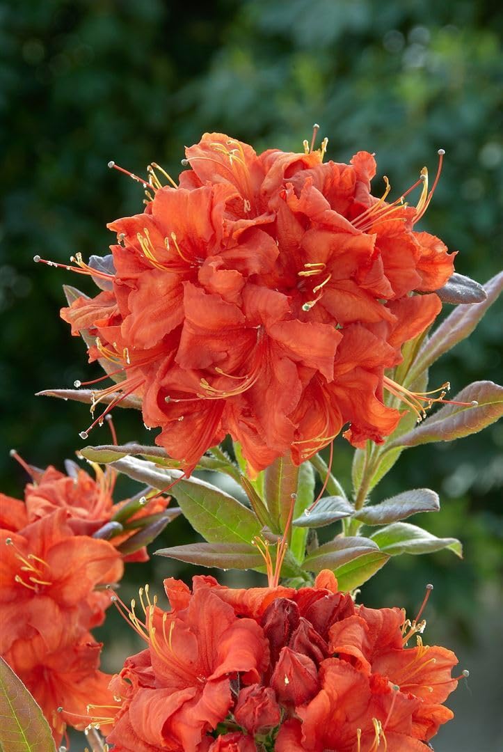 Azalia Rhododendron luteum Royal Command 60 cm pień mrozoodporny | Jasnożółty kwiat, pachnący, łatwy w pielęgnacji, idealny jako pasjans, przyciąga wzrok w grządce, wytrzymały, trwały
