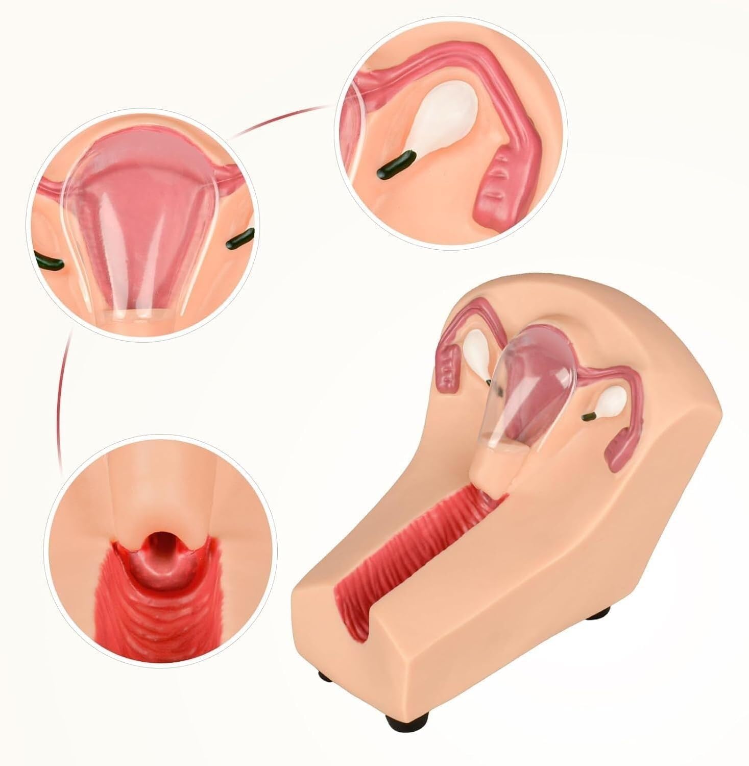Modello di addestramento contraccettivo intrauterino per infermieristica di ginecologia, dispositivo traslucido di orientamento della contraccezione dell'utero