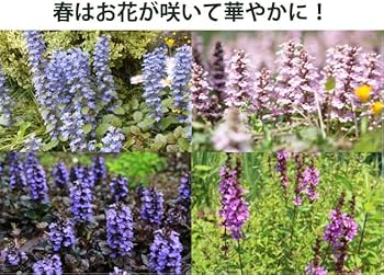 Amazon.co.jp: アジュガ苗 28個 3号ポット 品種ミックス 市場