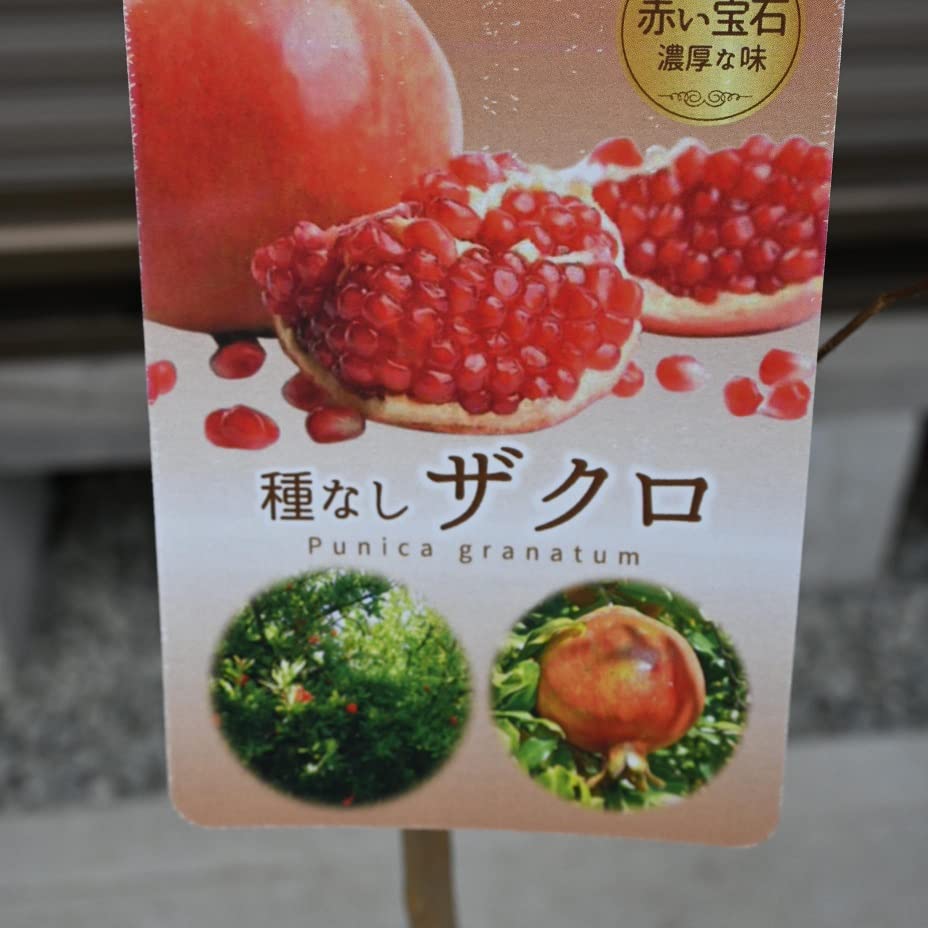 Amazon.co.jp: 種無石榴 ザクロ苗 種無しざくろ苗木 接ぎ木2年
