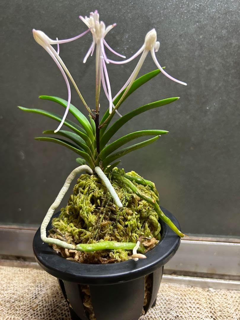 作家 ギヤマン 作品名 花とヴァイオリン 39/200 リトグラフ Yahoo