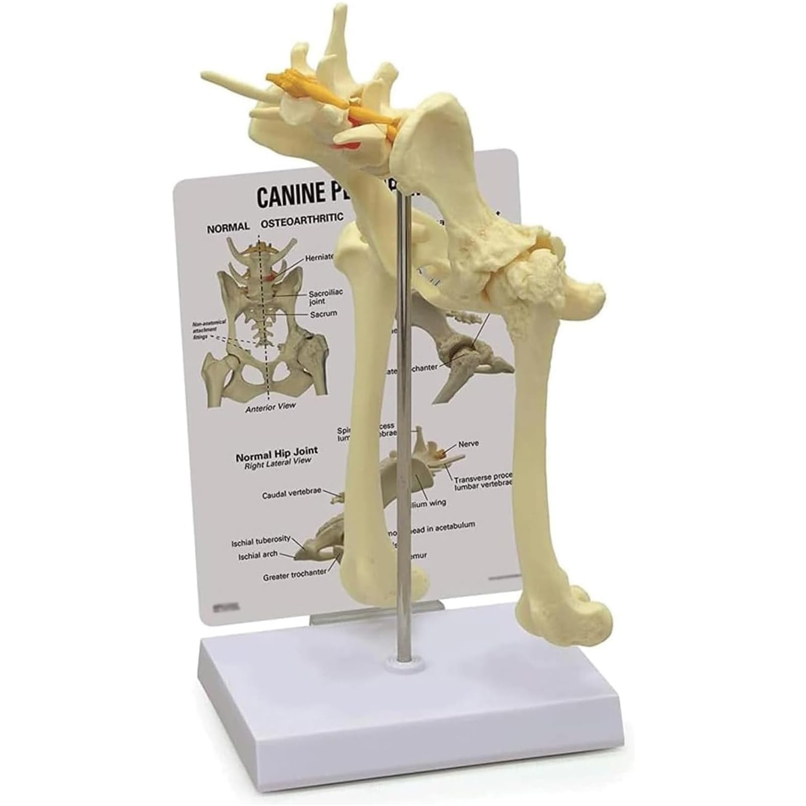 COYEUX Canine Hip And Femur Skeleton Model, Dog Hip Joint Anatomical Specimen, Veterinary Anatomy Model For Classroom Teaching, Lab Collection