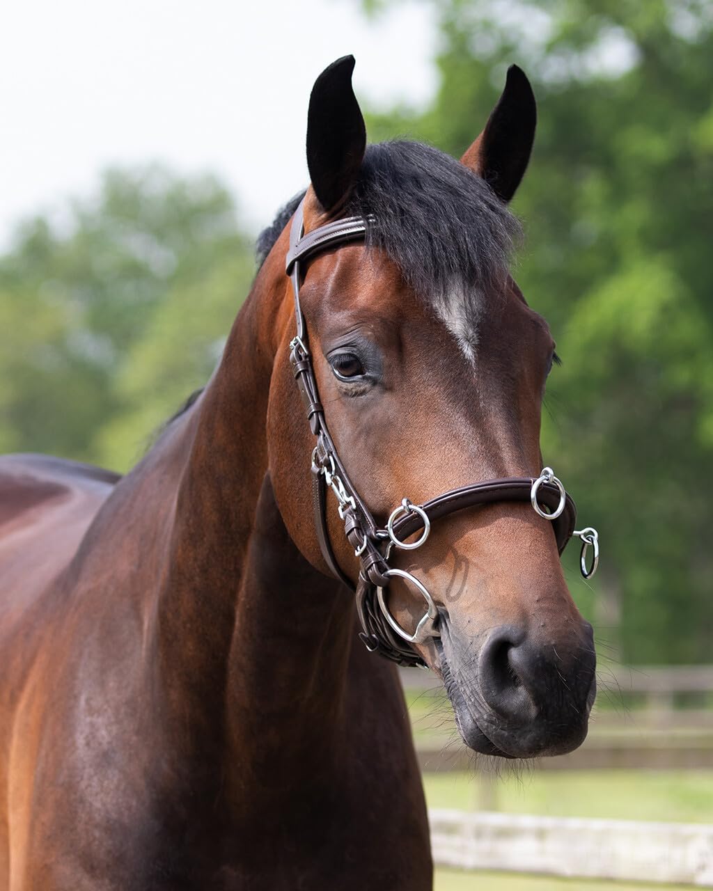 NETPROSHOP Skórzany kantarek do pracy z ziemi Czarny Rozmiar Pony Cob Full XFull, Rozmiar:XL Full, Kolor:Brązowy