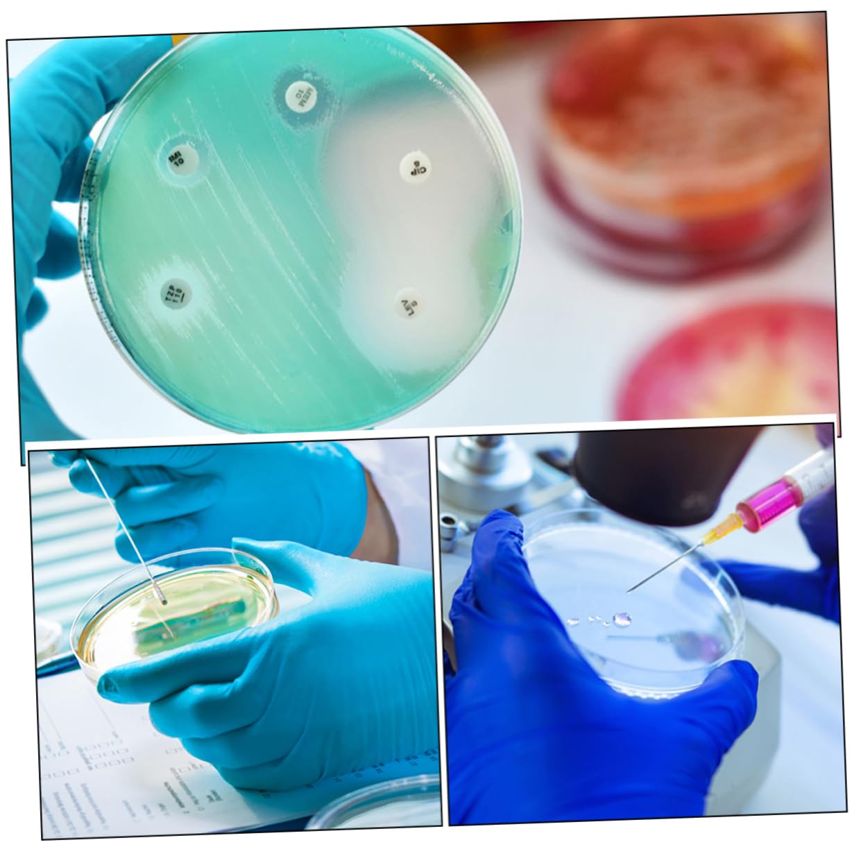 iplusmile 40pezzi Piastre Petri Trasparenti Con Coperchio Laboratorio Cultura Tissutale Resistente e Pratica Per Esperimenti Scientifici e Educazione