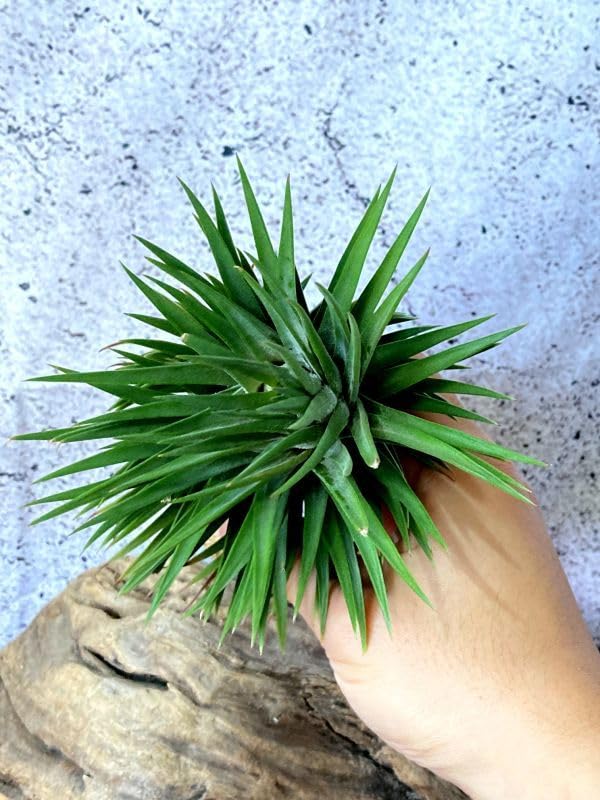 Amazon.co.jp: Frontier Plants 現品チランジアイオナンタビッグ