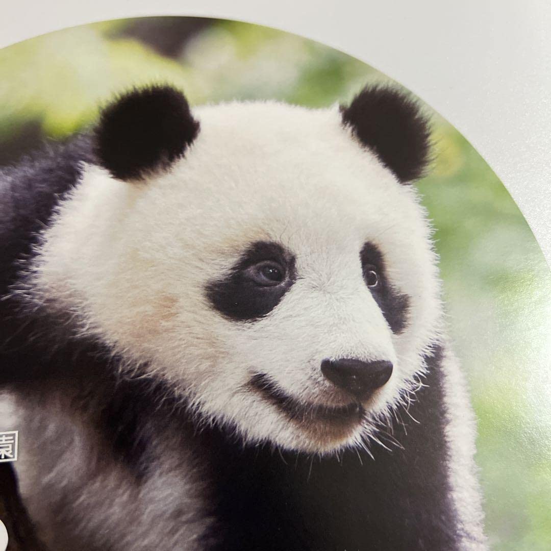 シャンシャンすくすく6ヶ月　シャンシャンうちわ Amazon.co.jp: 上野動物園 シャンシャン ロ－ルシ－ル うちわ