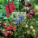5er Set Beerenobst – Johannisbeere, Stachelbeere, Himbeere, Brombeere, Heidelbeere | Sparset für Garten und Terrasse