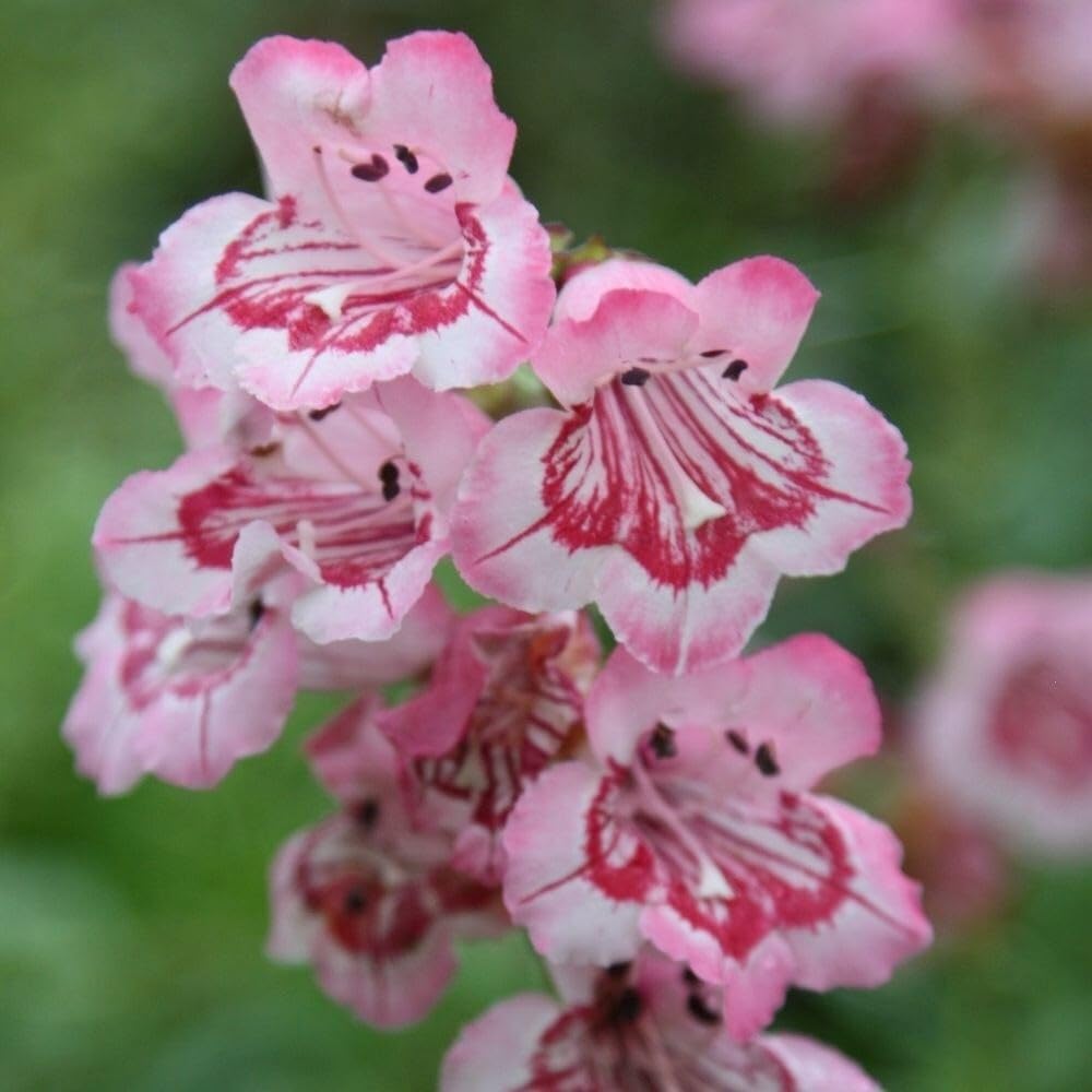 Plant Theory 9cm Pot Penstemon Hidcote Pink Beard Tongue Perennial