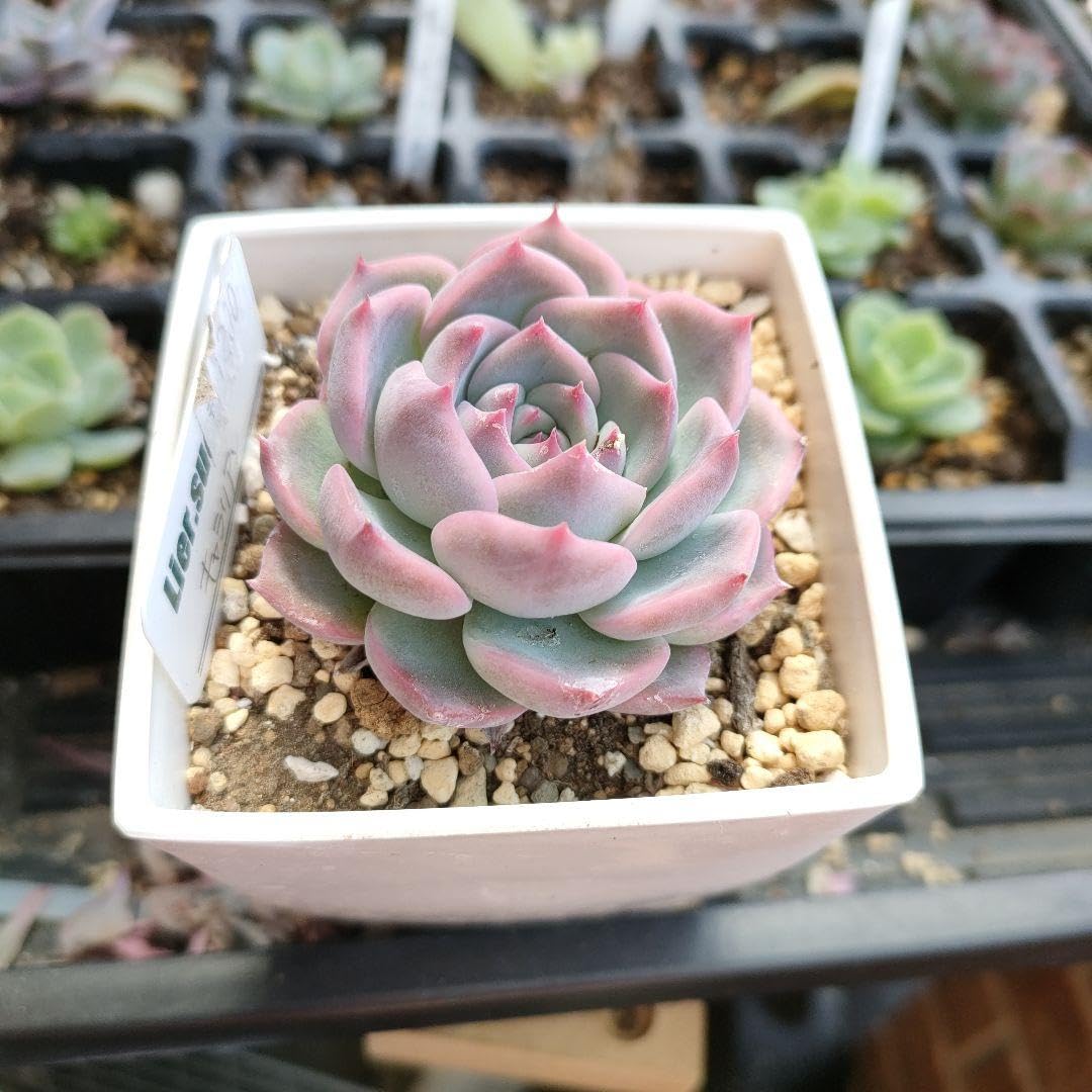 129. 多肉植物 キャラリアン 830円【抜き苗】 選抜前ST交配 エケベリア キャラリアンxピンクエッジ 実生苗