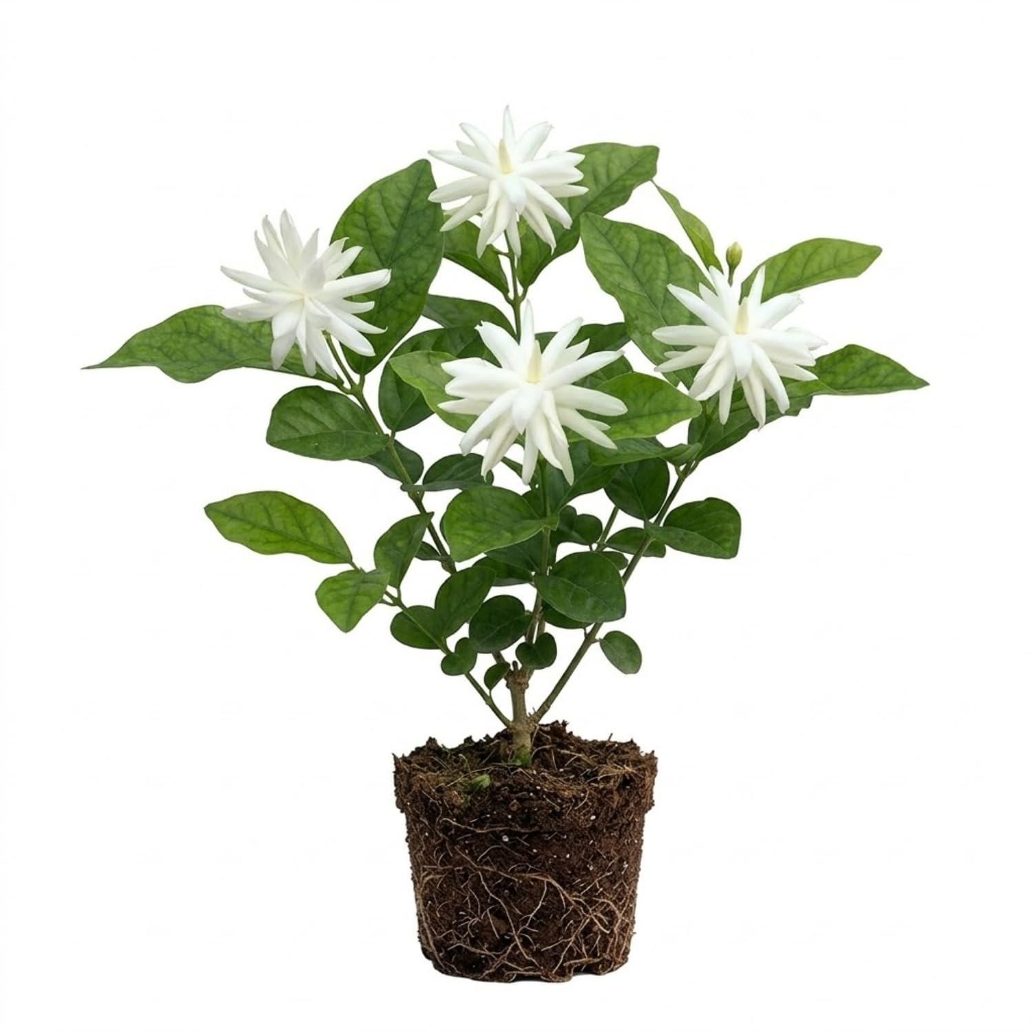 Amazon.com : Jasmine Plant, Fragrant Jasmine Flower Vine 4-8