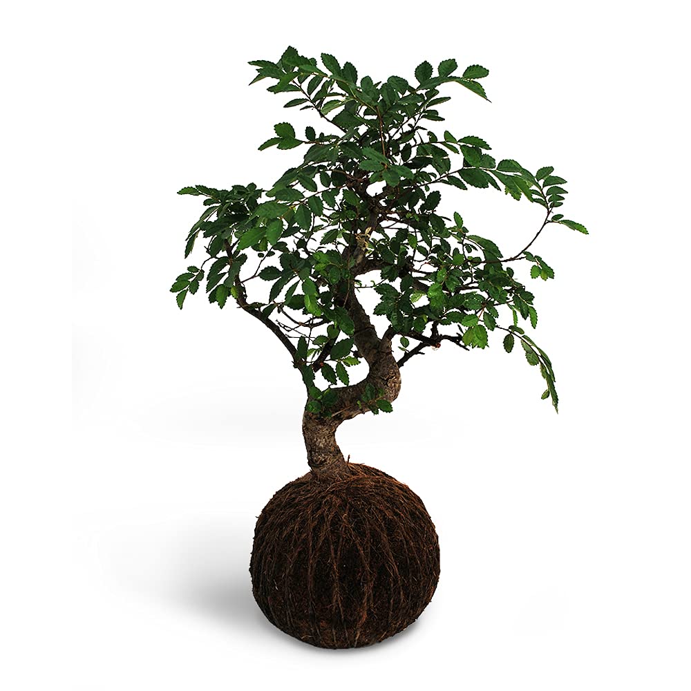 Birthright Kokedama Chinese ELM Plant - Air Purifying Live Indoor Plant (B08Y1DFKNS) Amazon Price History, Amazon Price Tracker