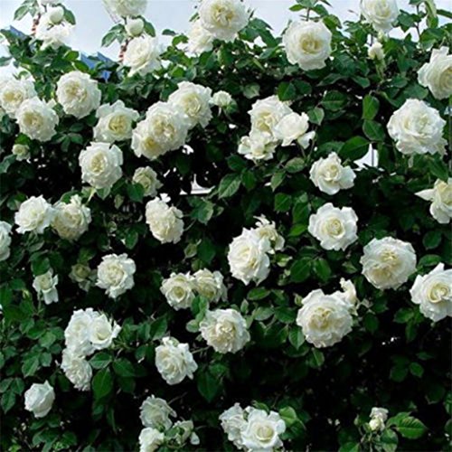 super1798 100 Pcs Climbing Rose Seeds Garden Balcony Fences Decor Plants Flowers