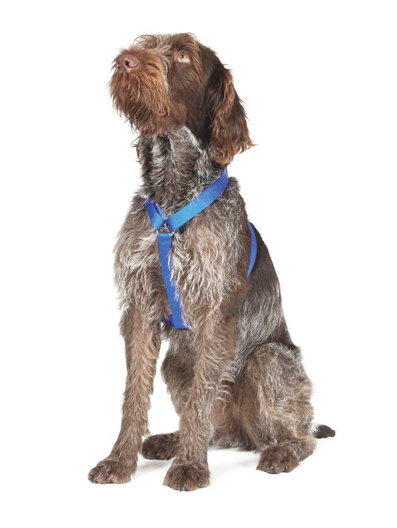 AncolSmall 1-2 Nylon Harness Blue