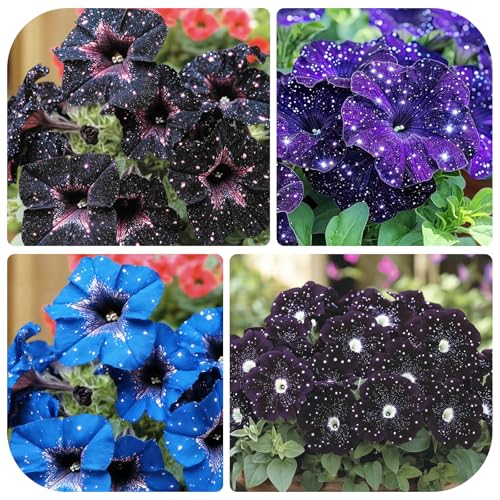280+ Night Sky Petunia Seeds forFlower Beds and Container Gardening-Non-GMO Heirloom Plant Seeds Garden Outdoor