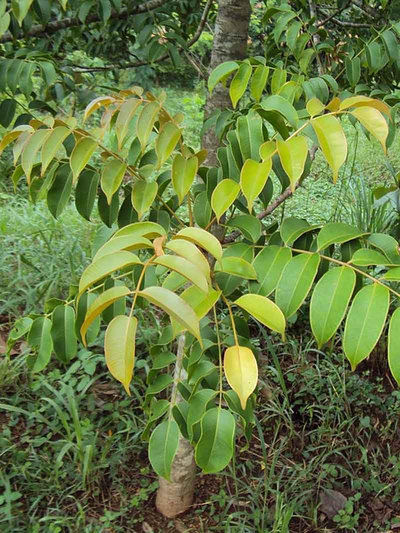 Thai grafted sweet amra plant (pack of 2) (B0D2XJS41C) Amazon Price History, Amazon Price Tracker