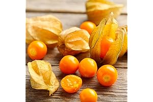Live Organic Ground Cherry Plant