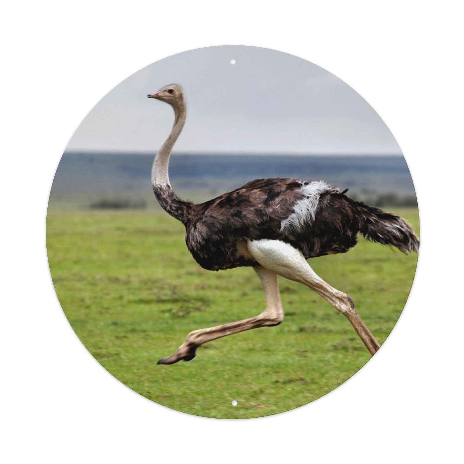 Wildlife Ostriches Running on The Grassland Metal Tin Sign