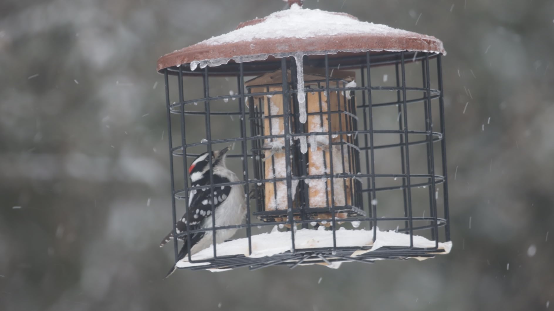 After modifications mentioned in reviews it works great. Starlings can’t get inside!