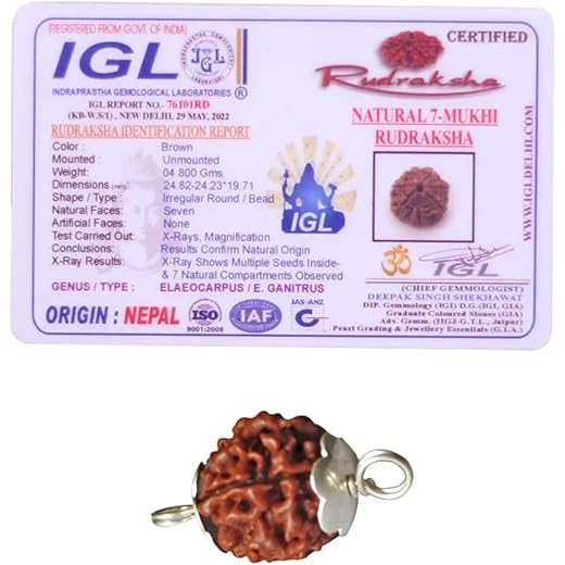 Shiv Kripa 7 Mukhi Rudraksha Bead